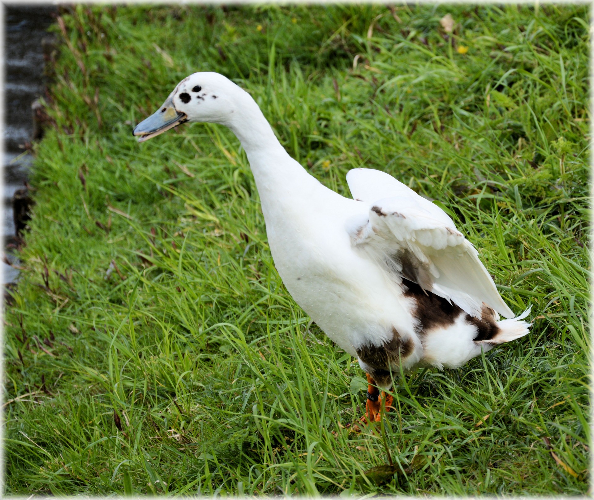 duck bird nature free photo