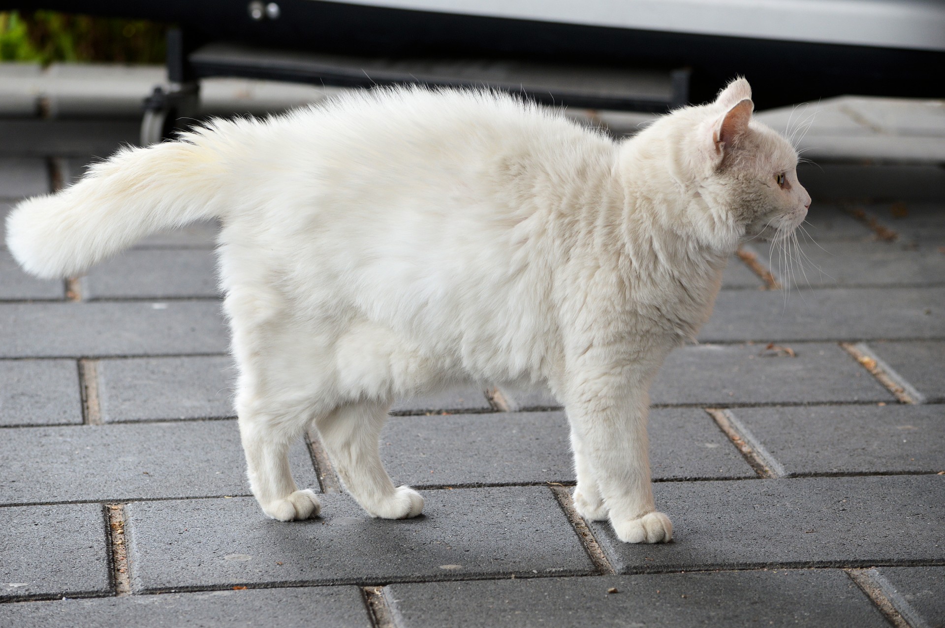 Белый кот боком