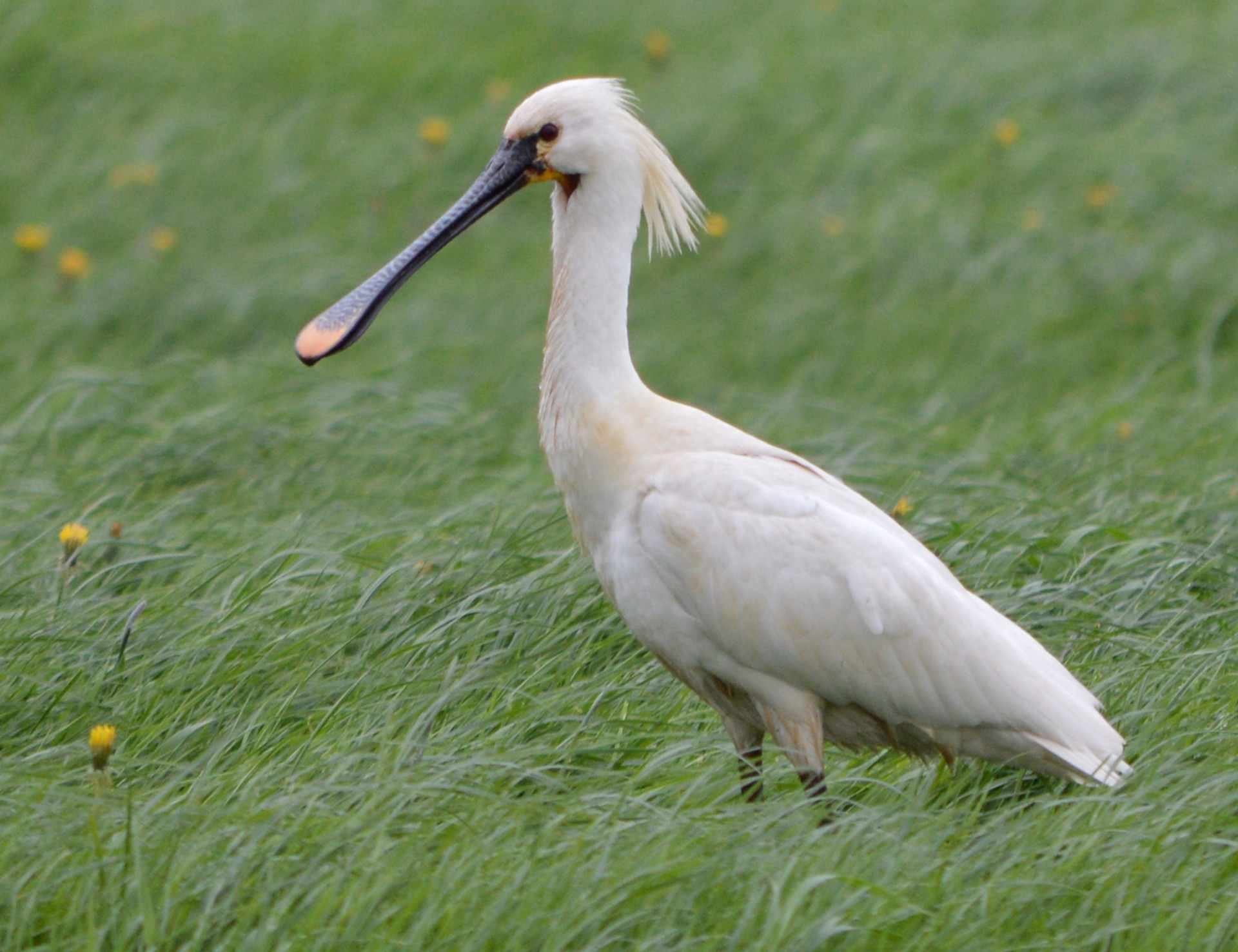 spoonbill white bird free photo