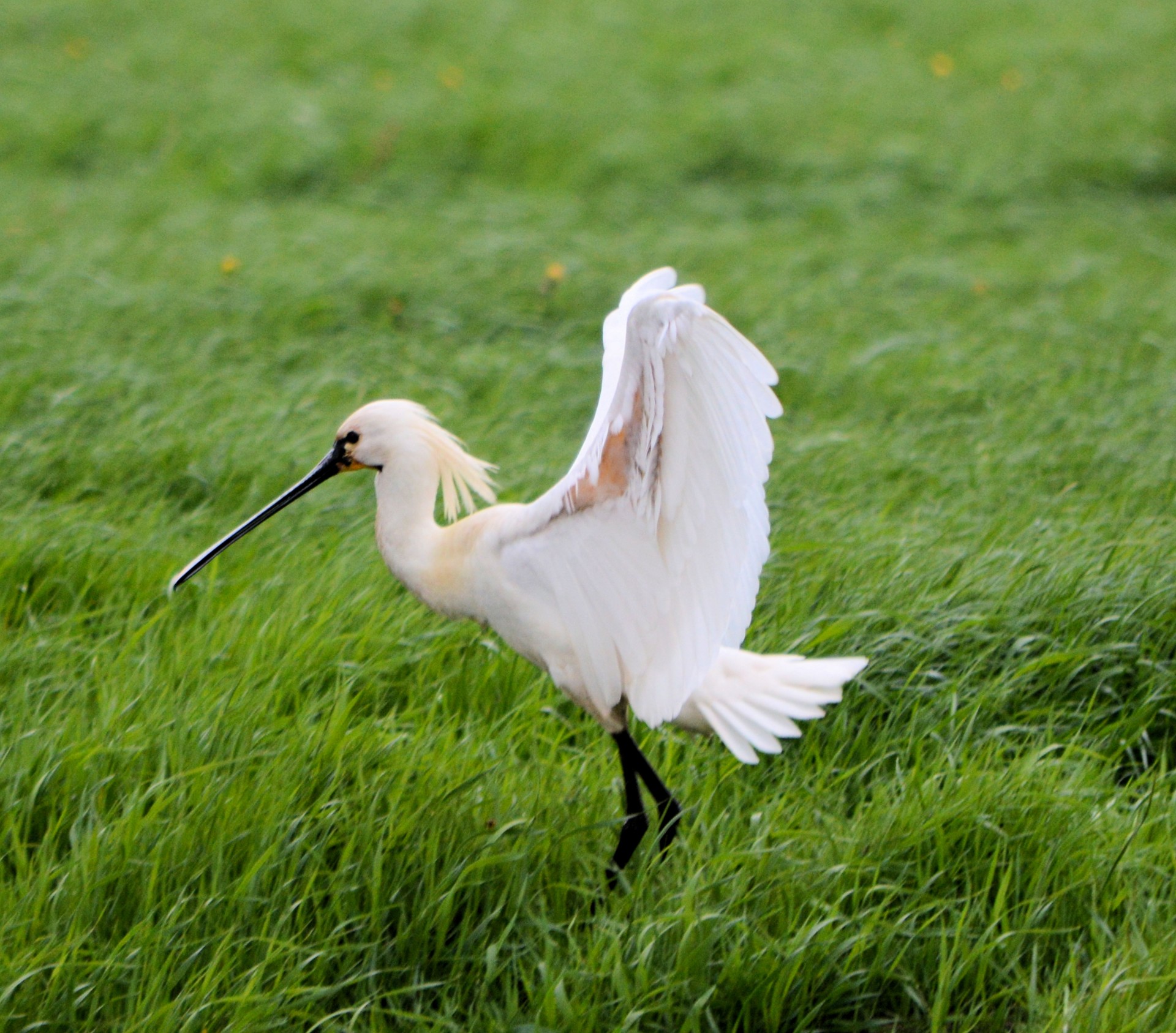 spoonbill white bird free photo