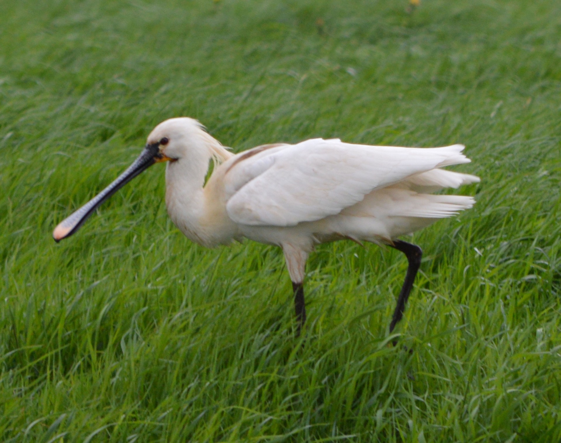 spoonbill white bird free photo