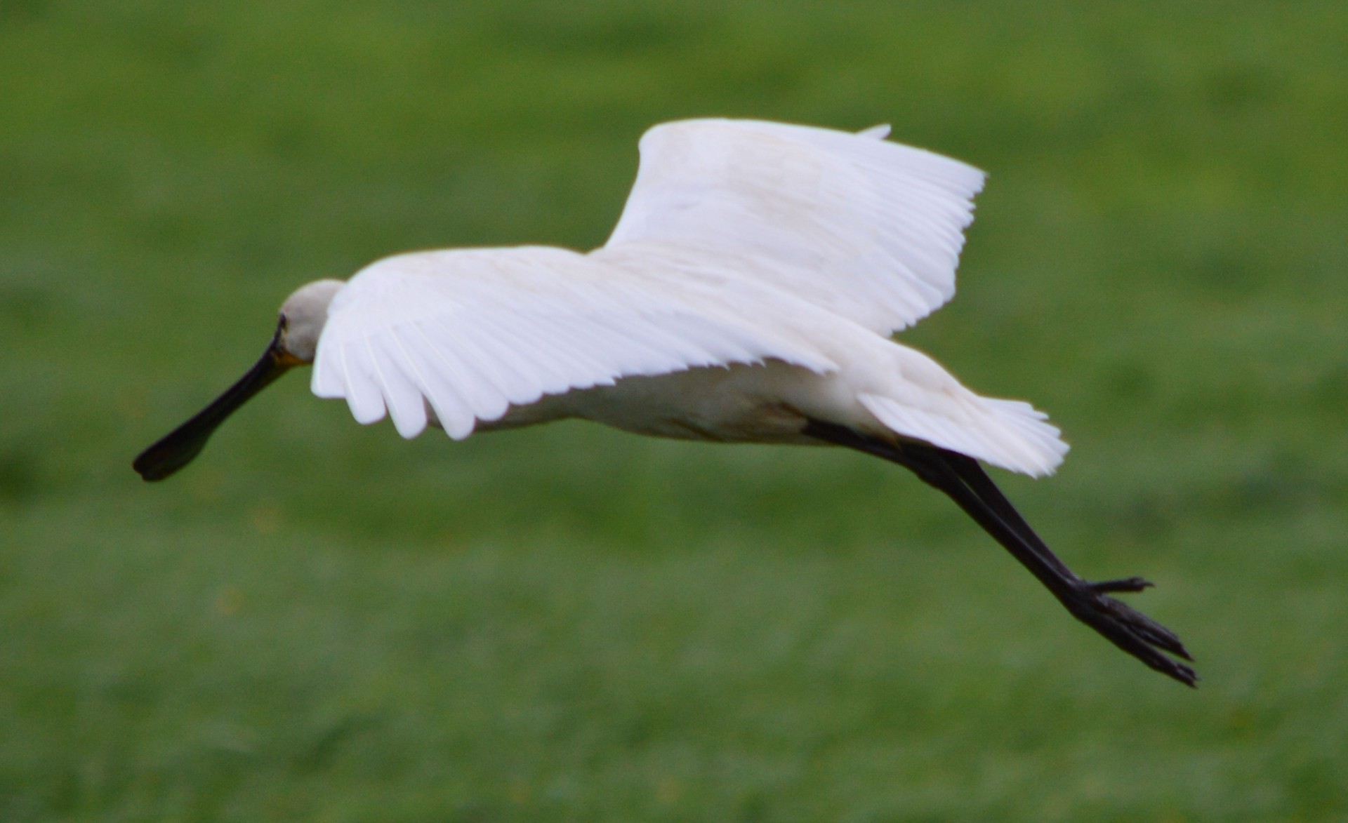 spoonbill white bird free photo