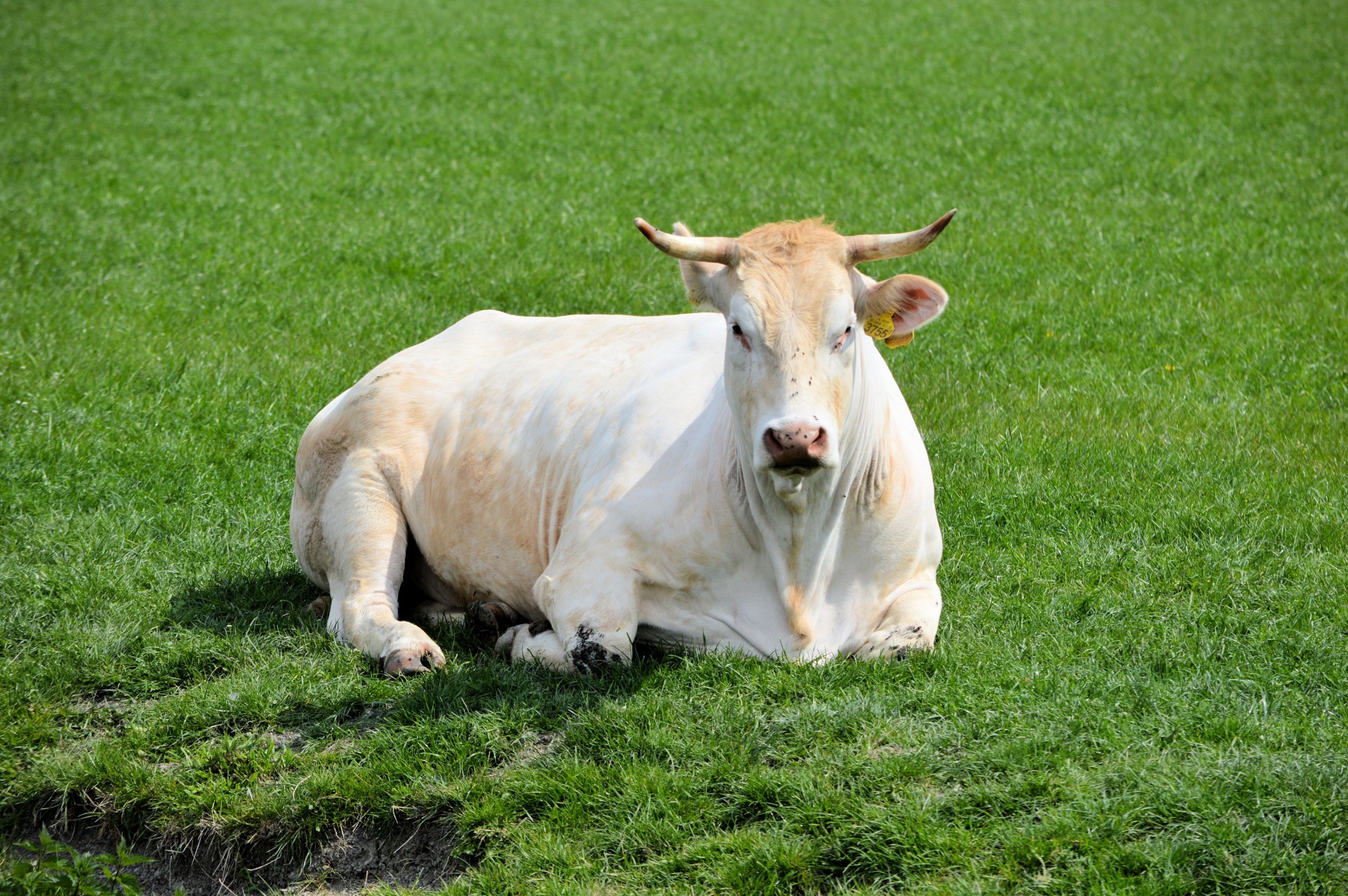 bull cow farm free photo
