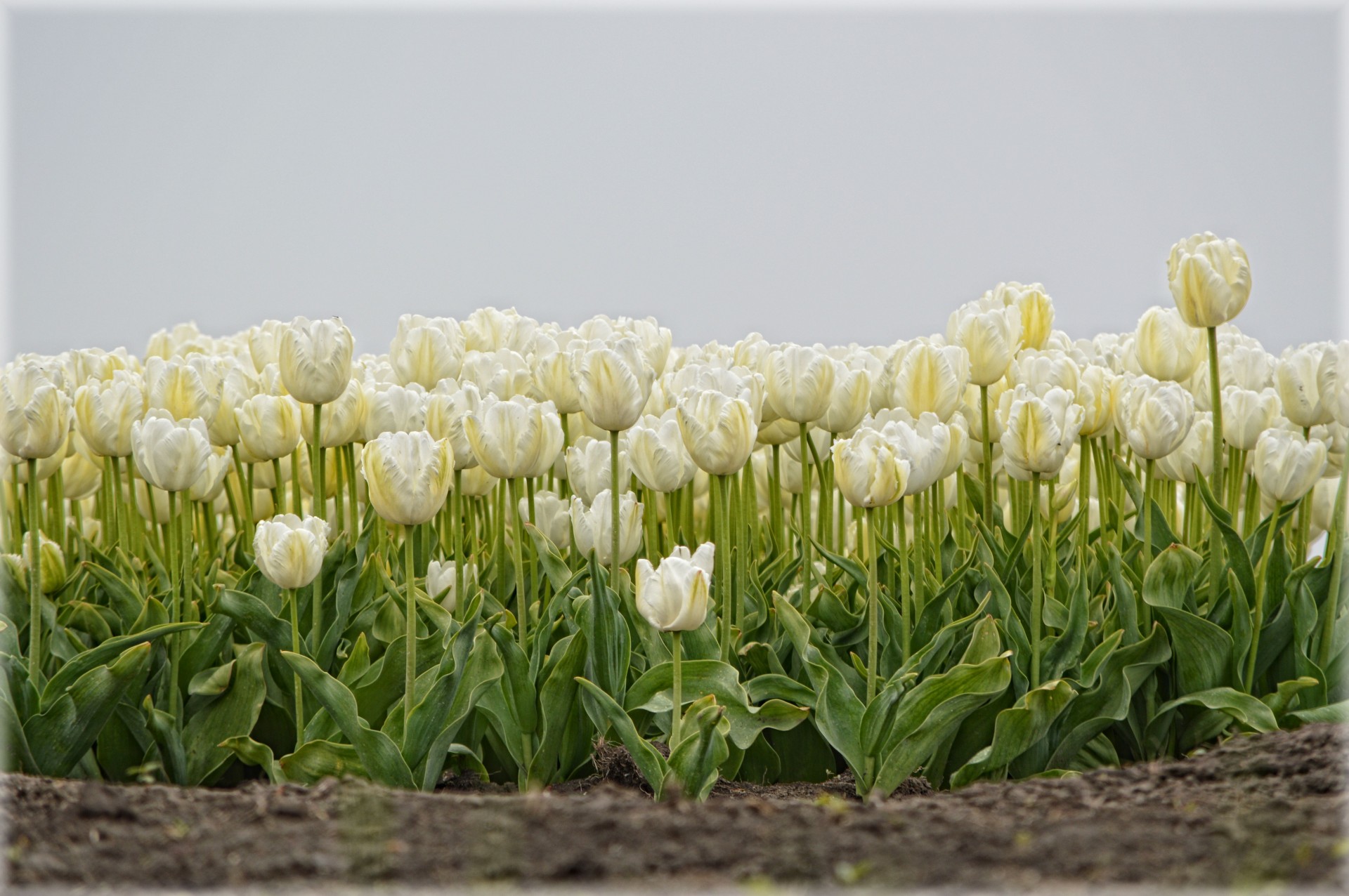 tulips holland yellow free photo