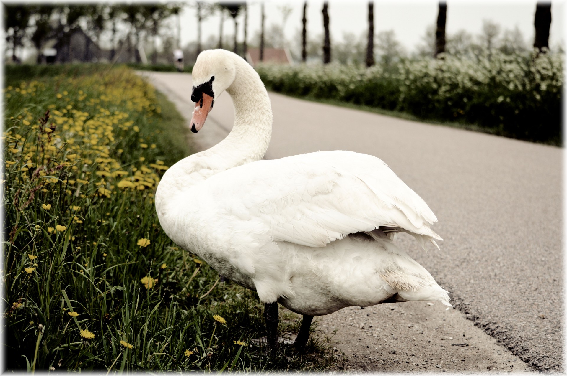 swan black white free photo