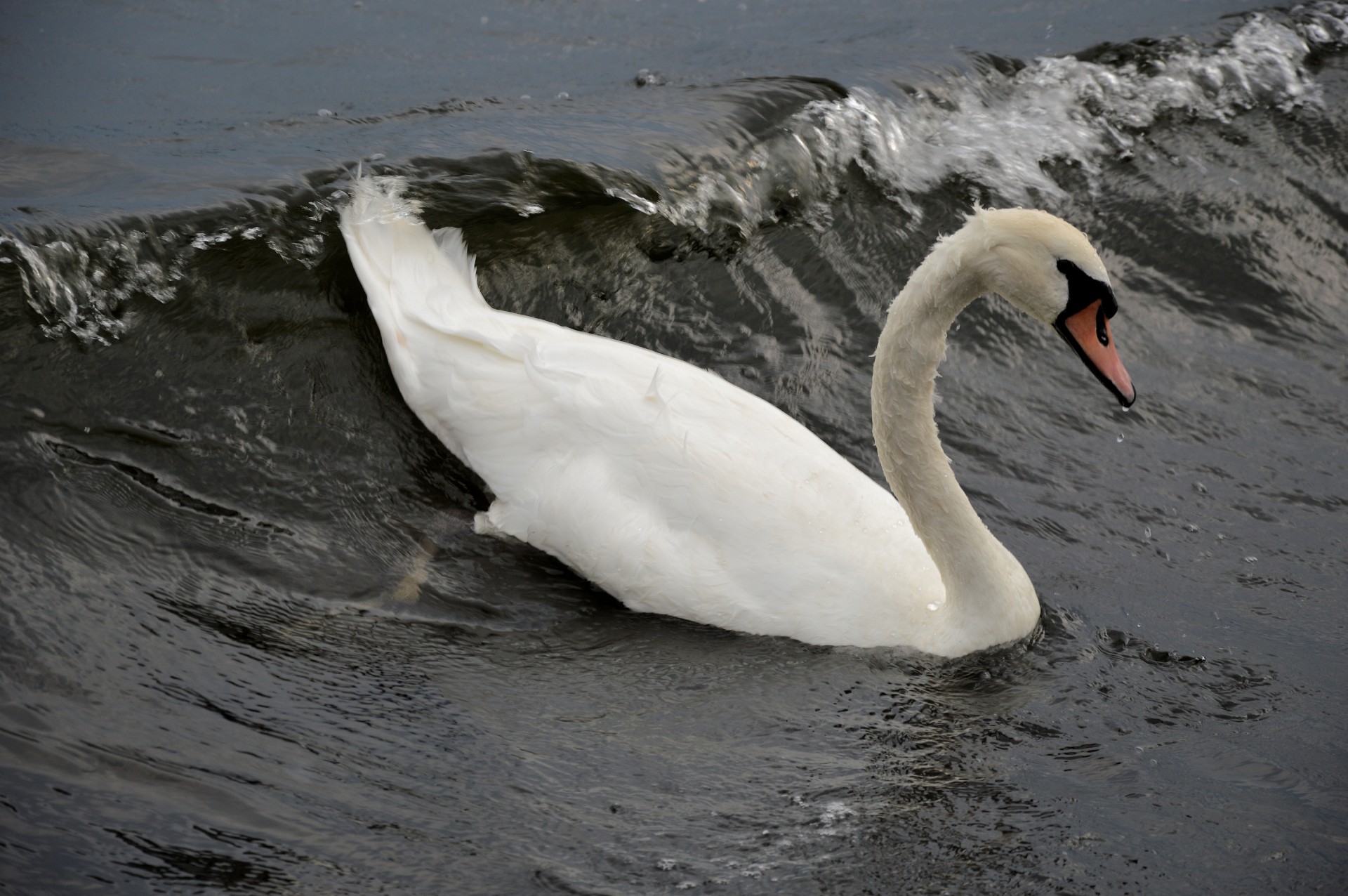 swan white swan bird free photo