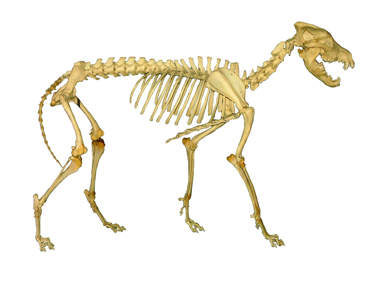 wolf wolves skeleton free photo