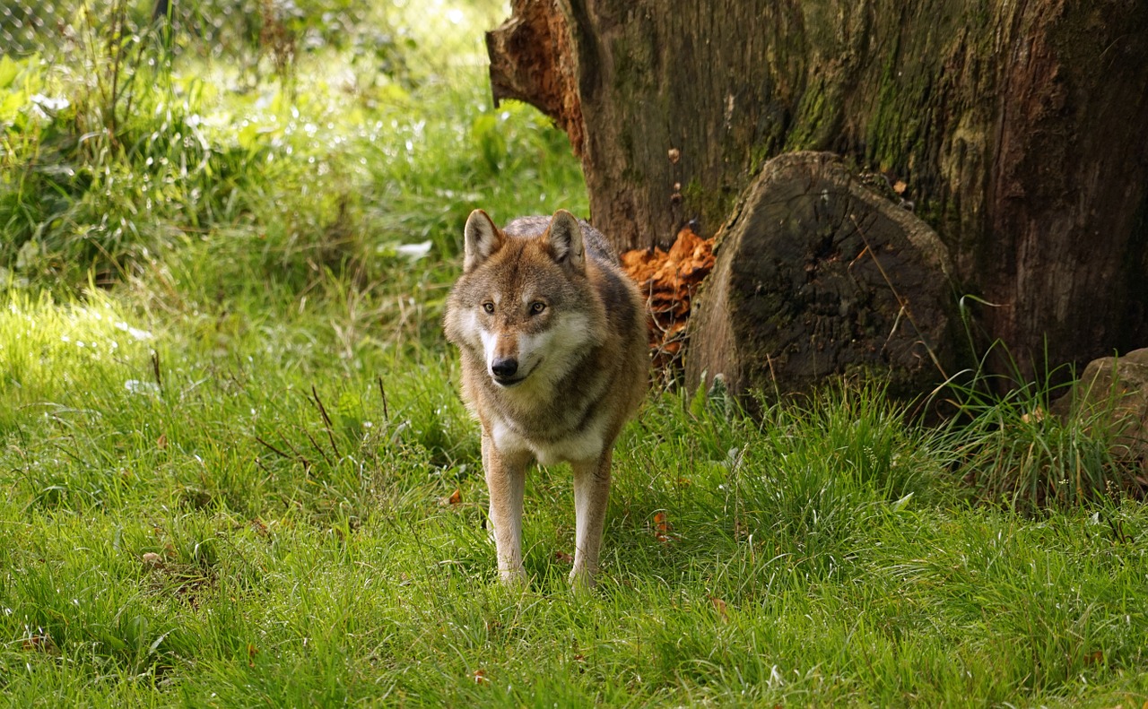 wolf predator animal free photo