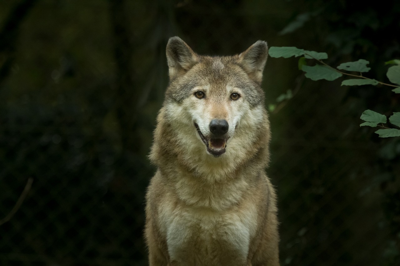 wolf captivity animal free photo