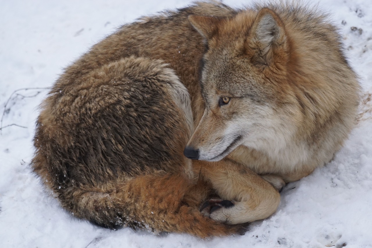 Download Free Photo Of Wolfmongolianmongolian Wolfpredatorwinter