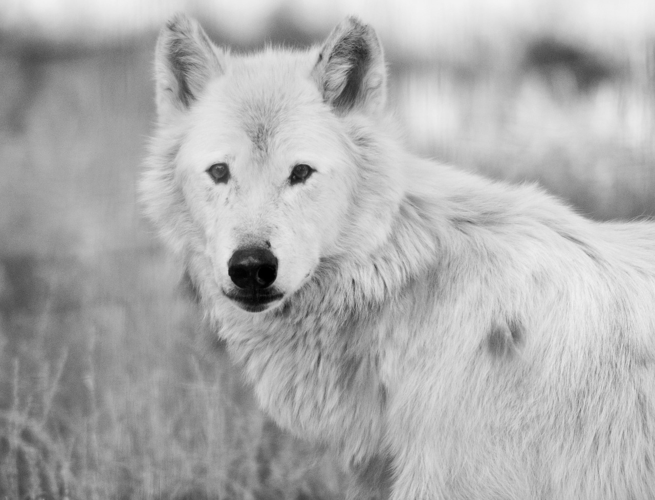 wolf white nature free photo