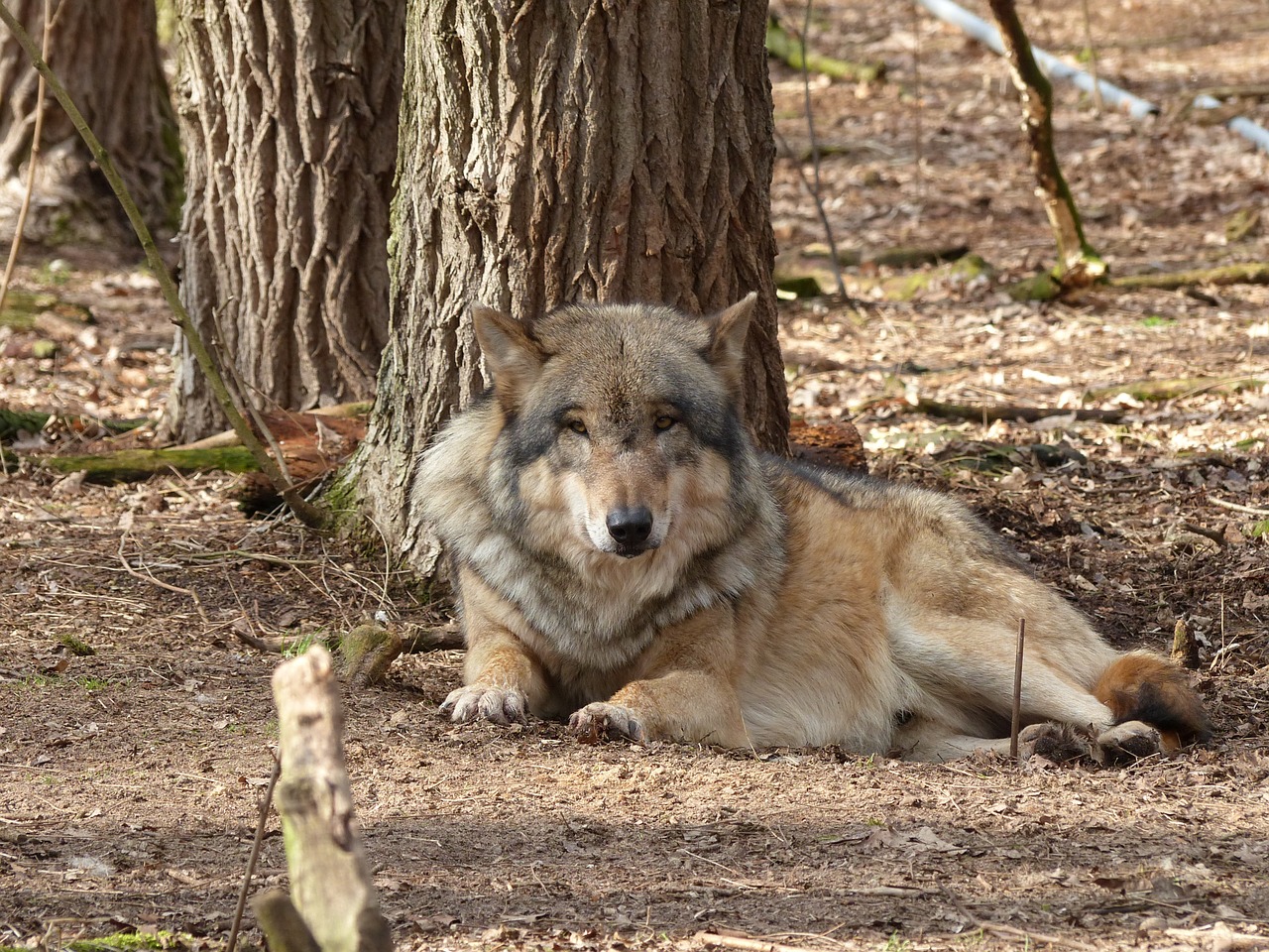 wolf animal nature free photo