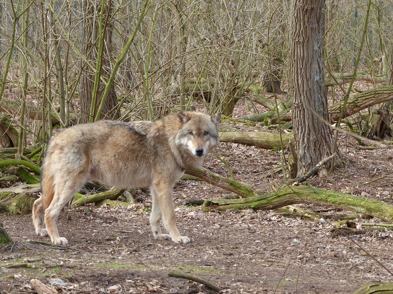 wolf animal nature free photo