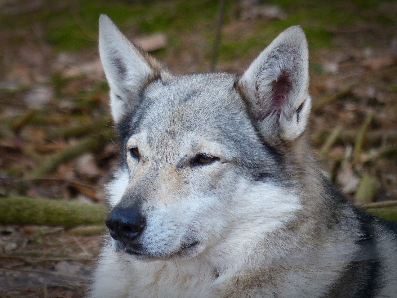 wolf wild animal predator free photo