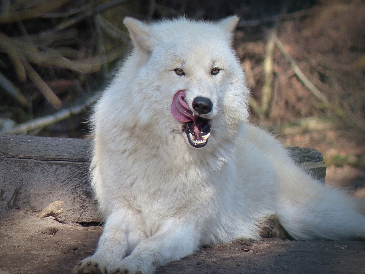 wolf wild animal predator free photo