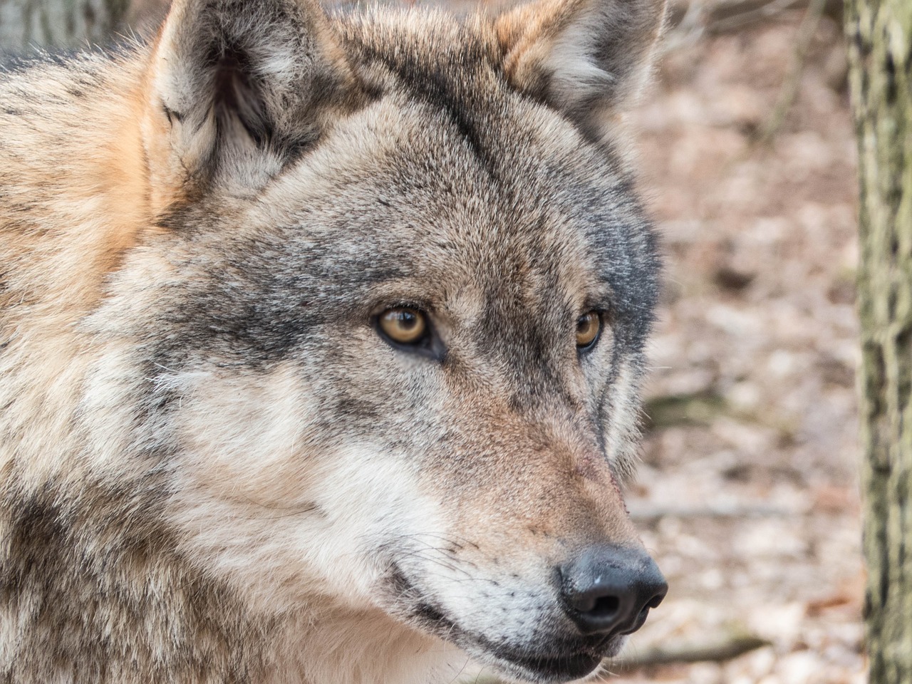 wolf wild carnivores free photo