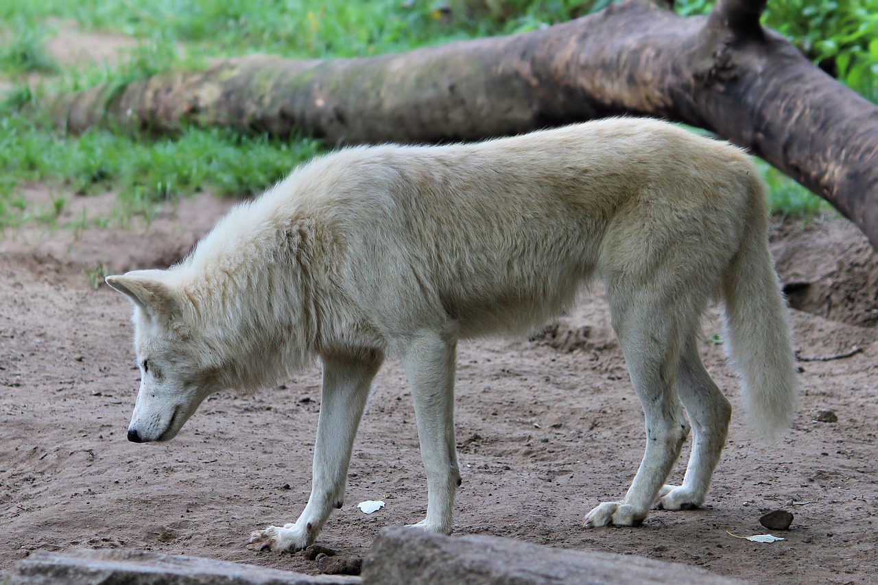 wolf predator animal world free photo