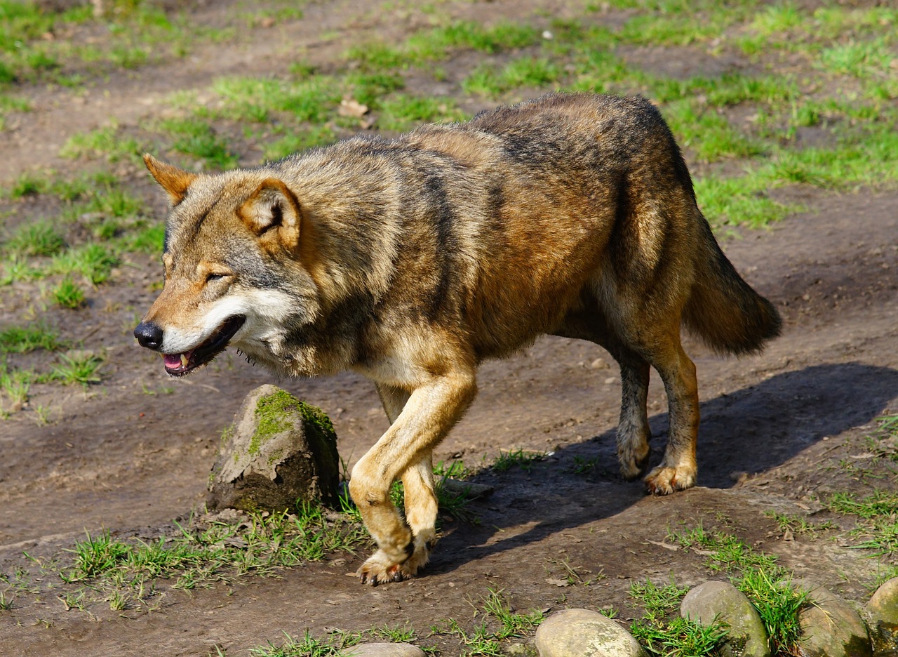 wolf predator wild animal free photo