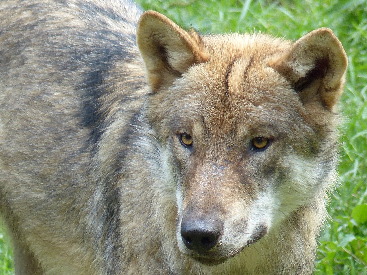 wolf animal predator free photo