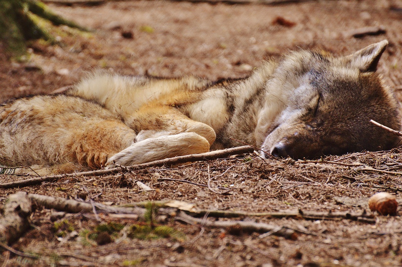 wolf wildpark poing sleeping free photo