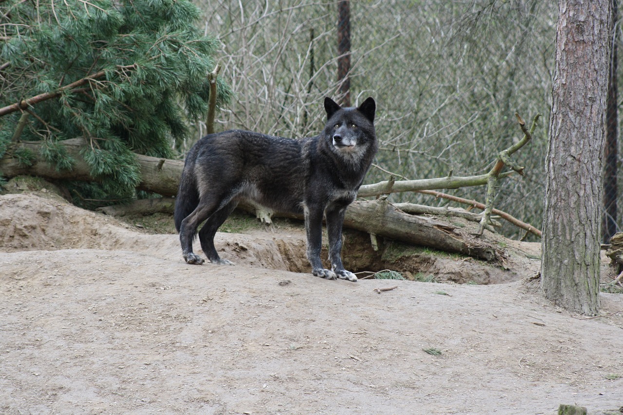 wolf animal wilderness free photo