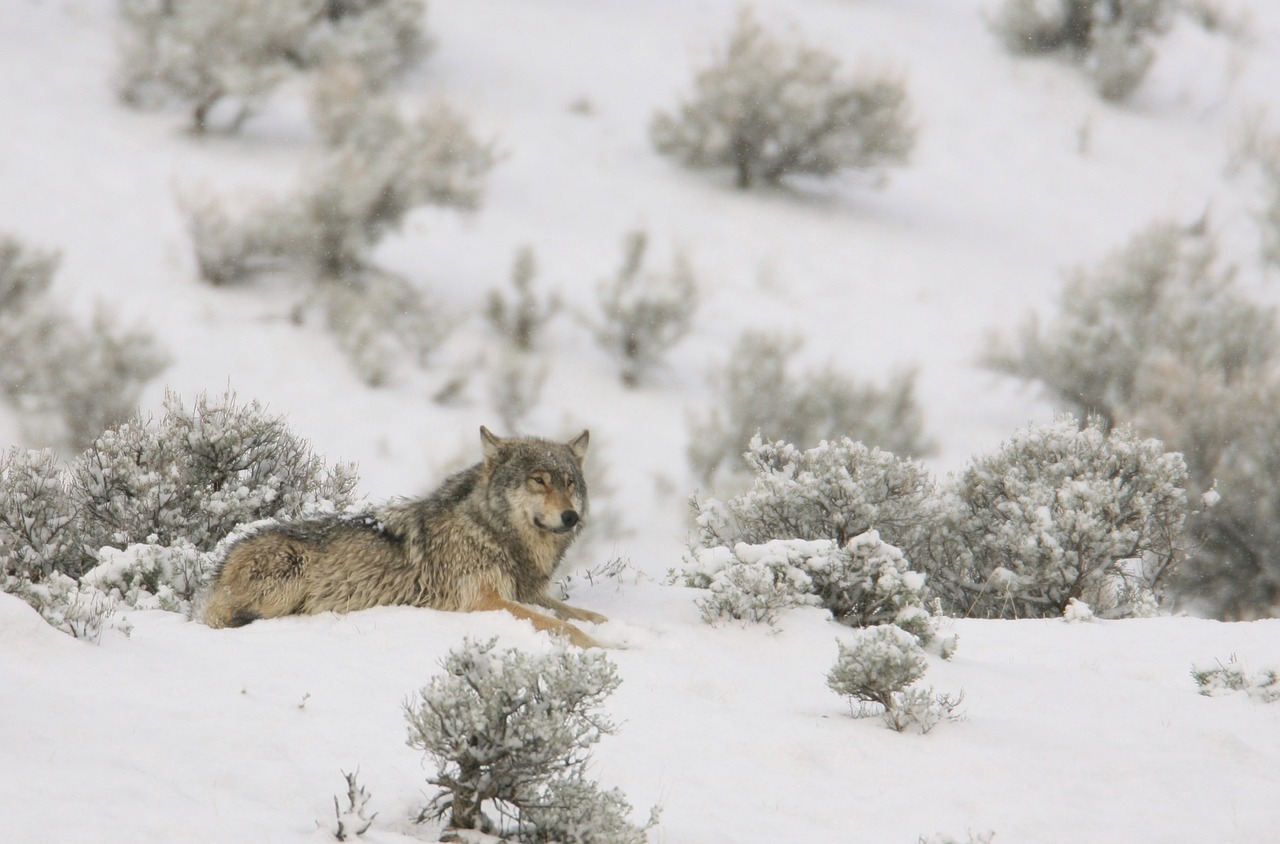 wolf lone predator free photo
