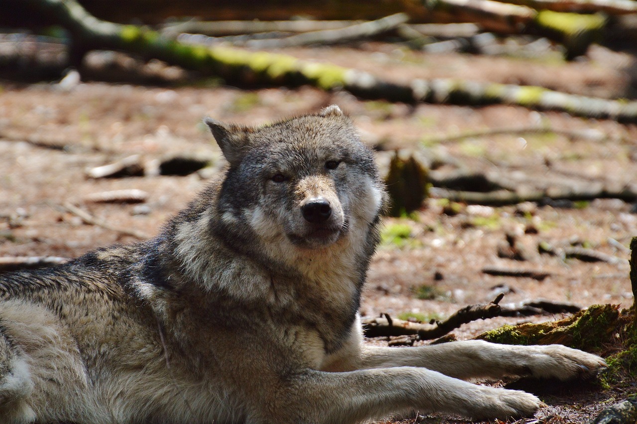 wolf wildpark poing sleeping free photo