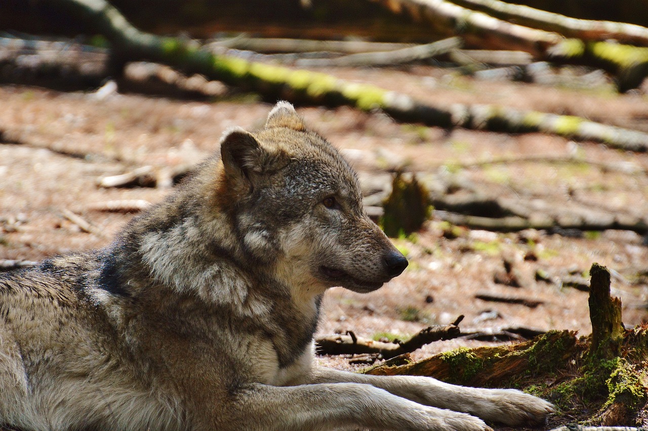 wolf wildpark poing sleeping free photo