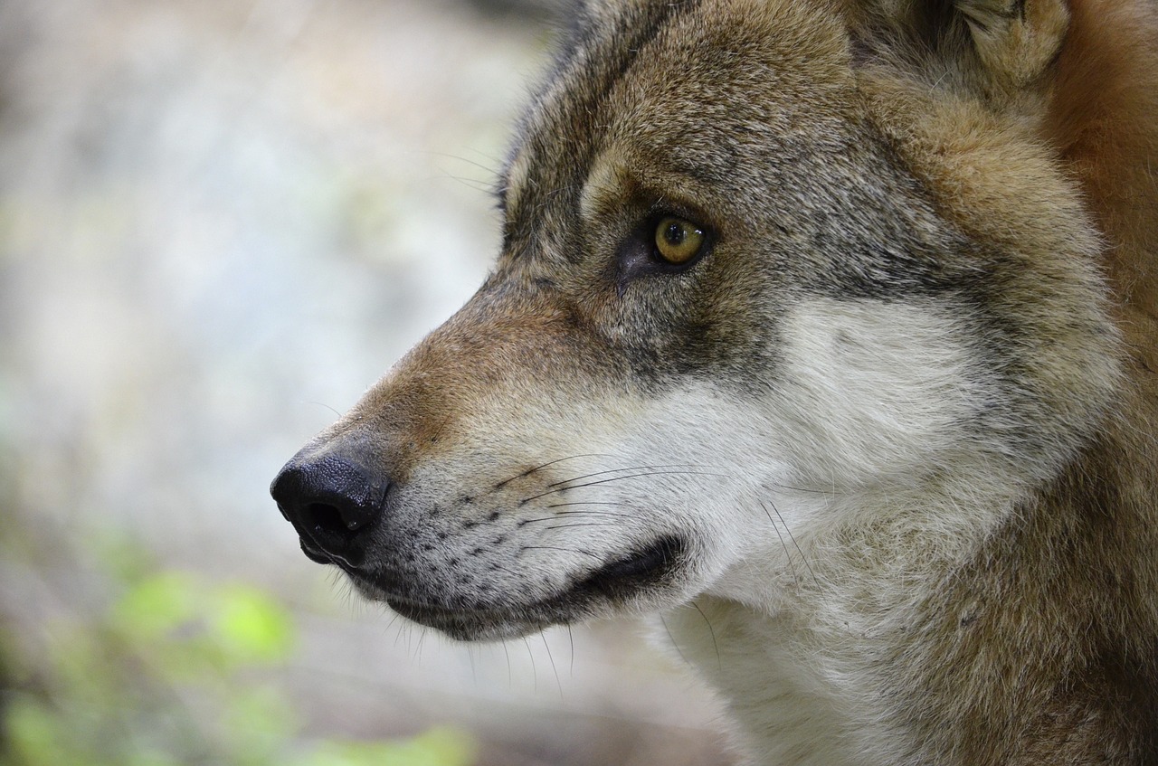 wolf head predator free photo