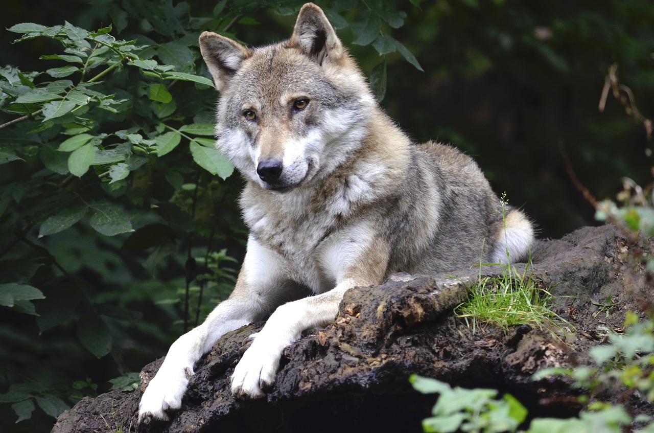 wolf concerns forest free photo