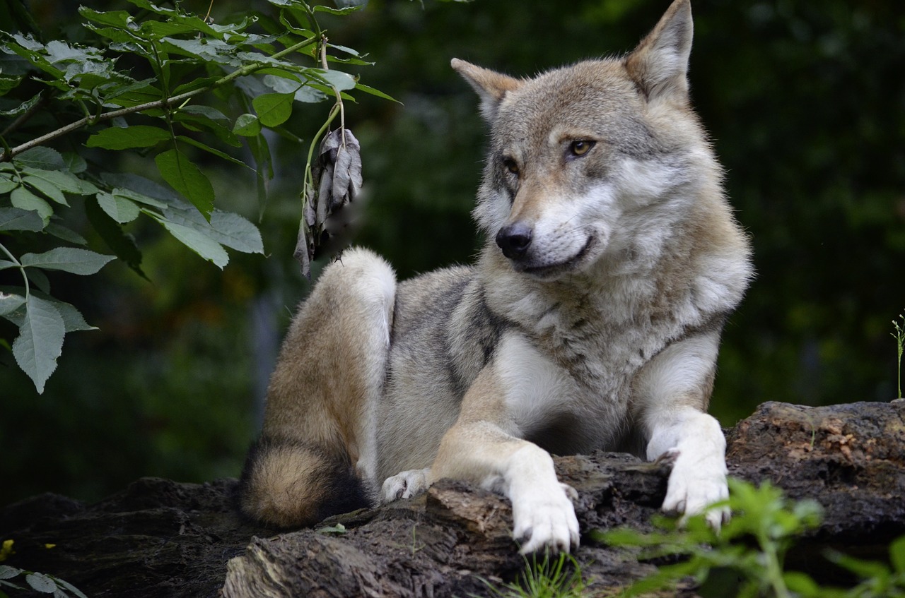 wolf isegrim predator free photo