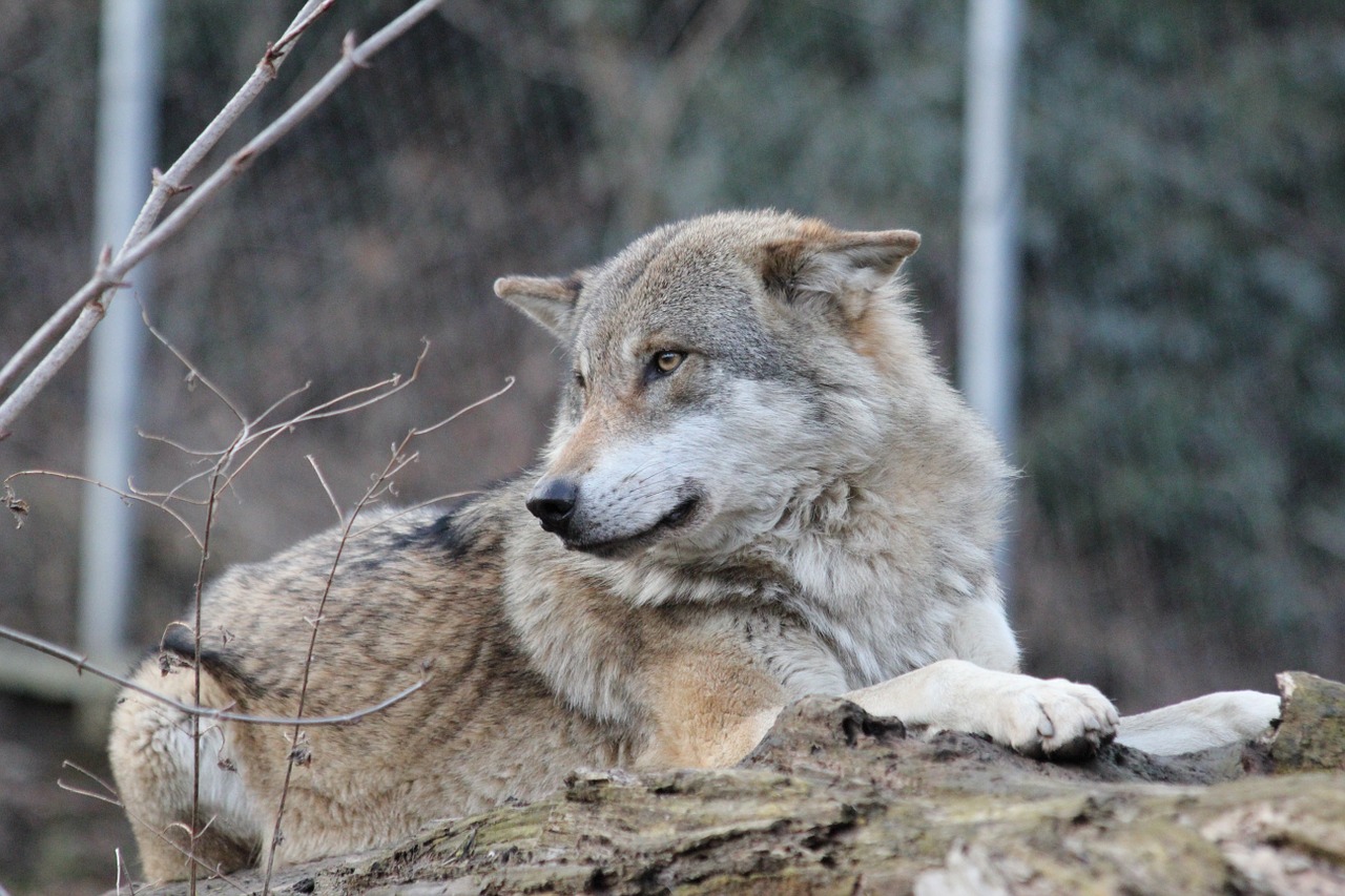 wolf wild animal wildlife park free photo