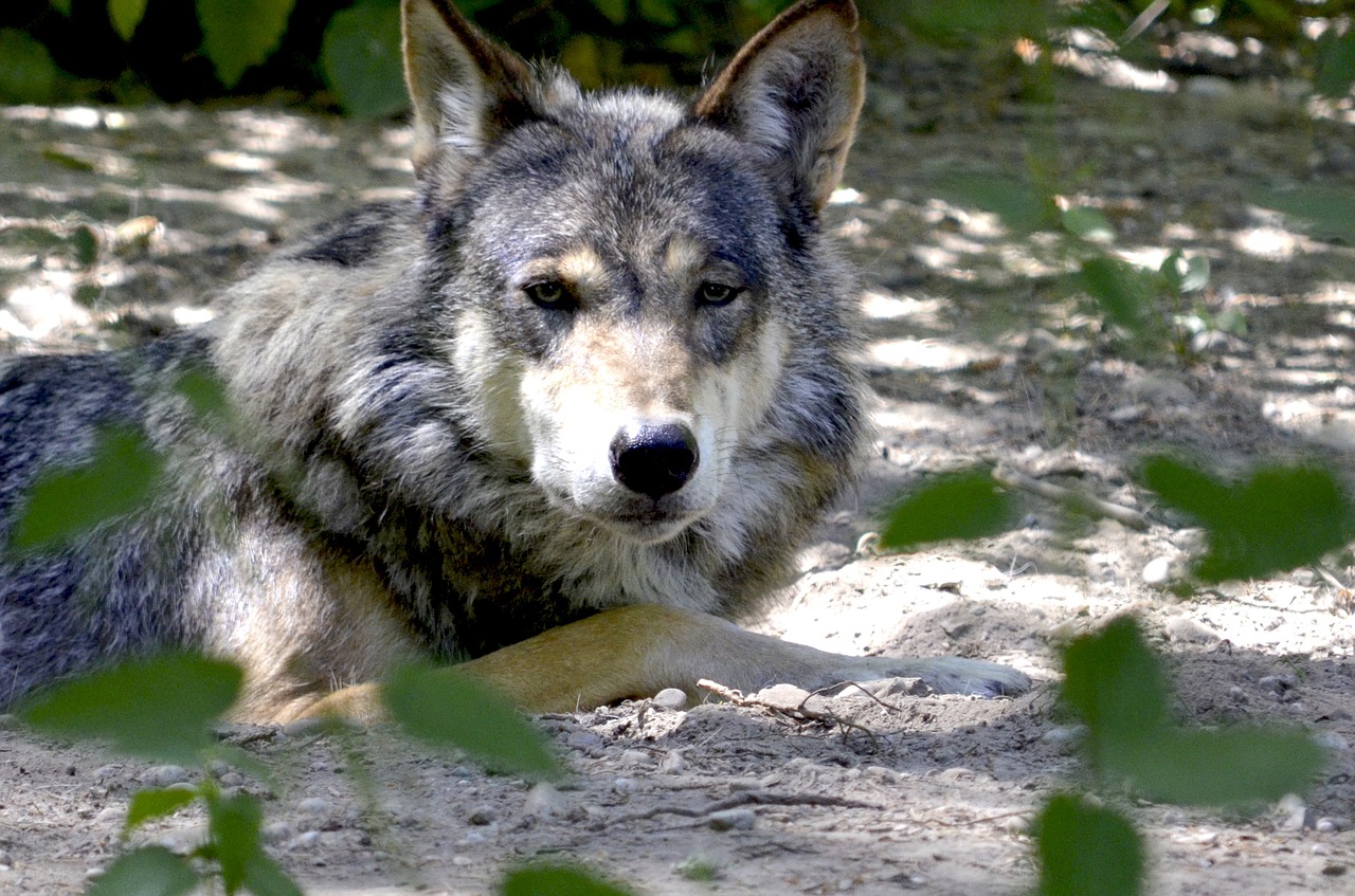 wolf isegrim lauer free photo