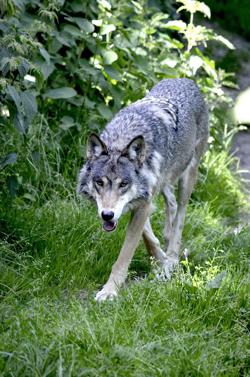 wolf predator wolves free photo