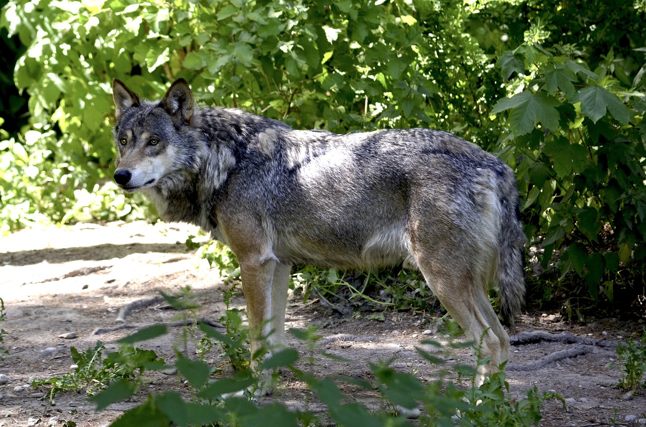 wolf forest predator free photo