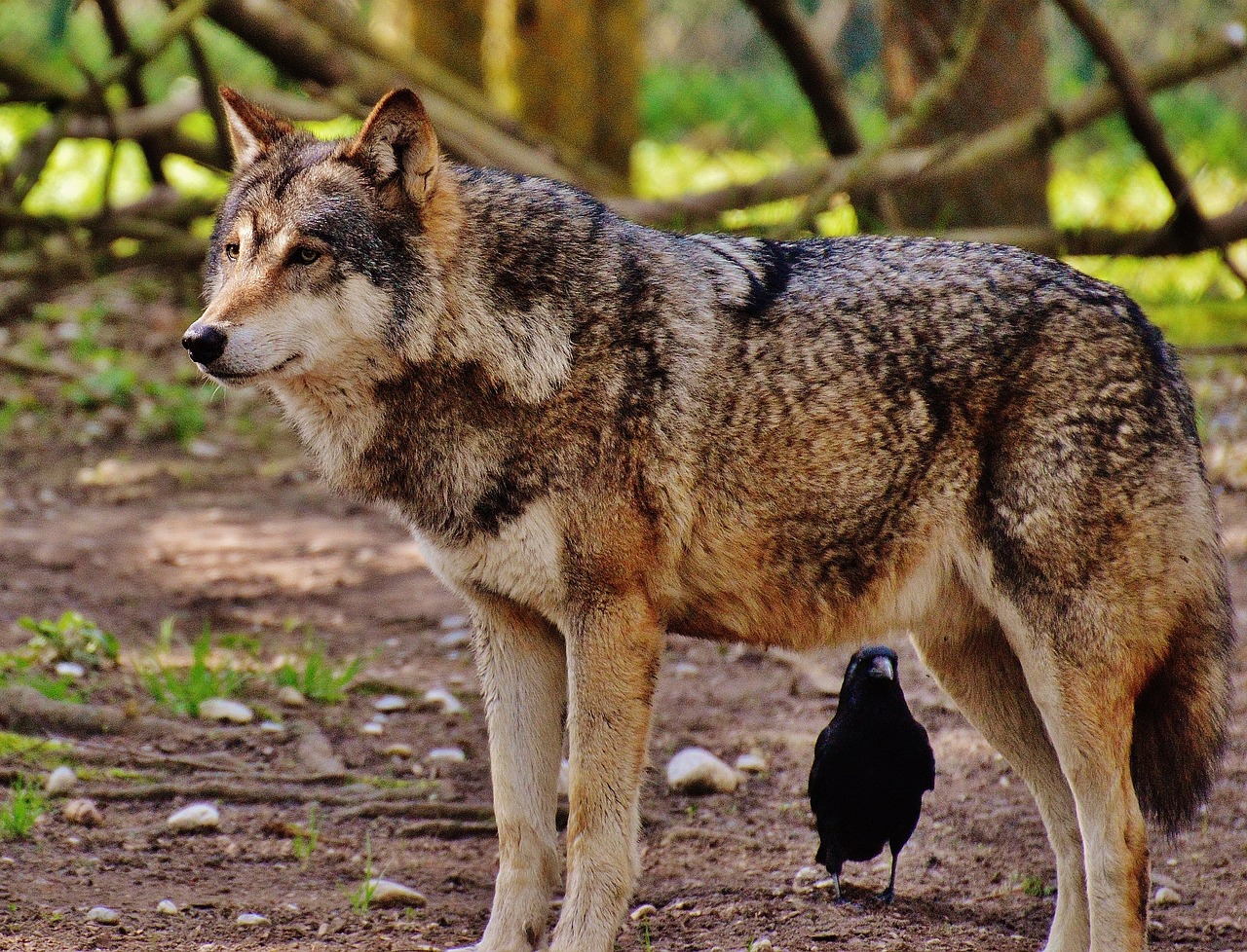 wolf wild animal predator free photo