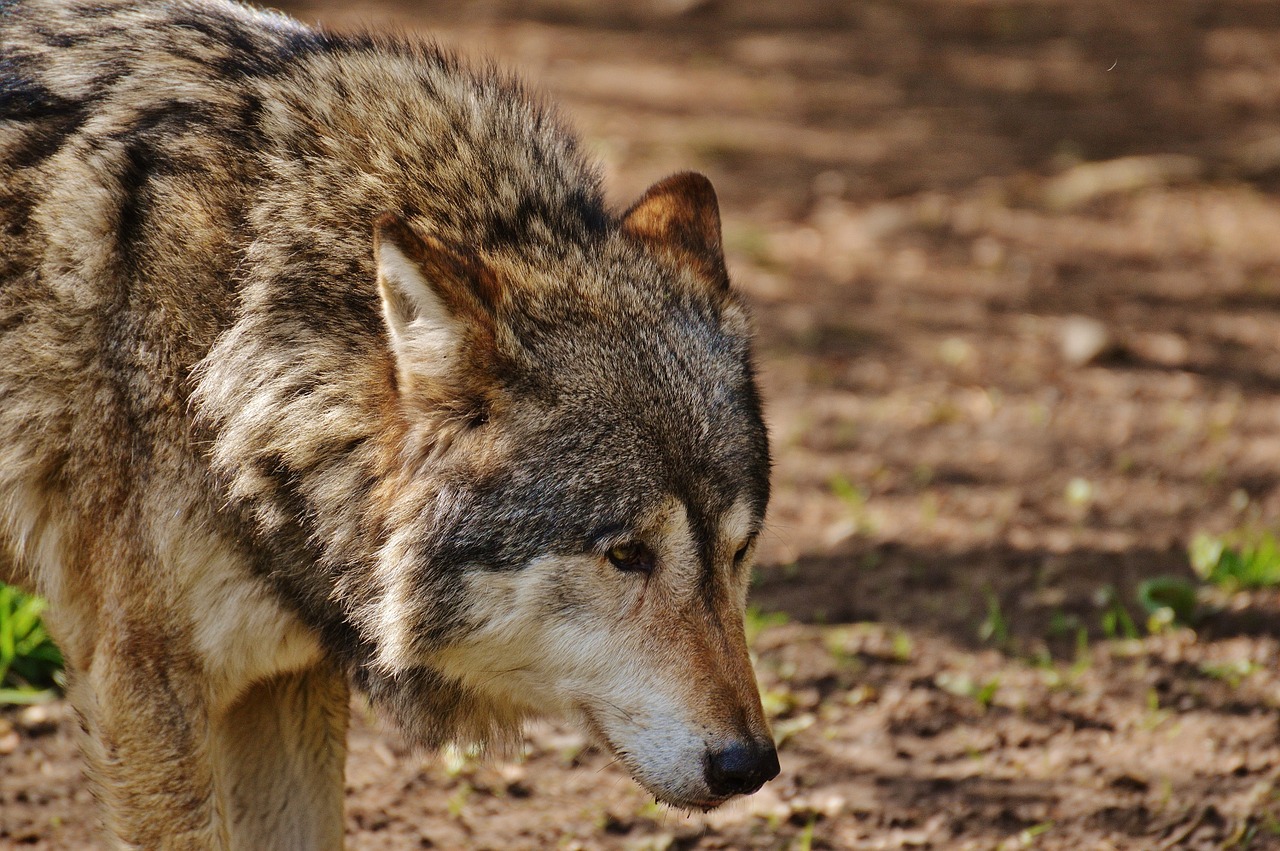 wolf wild animal predator free photo