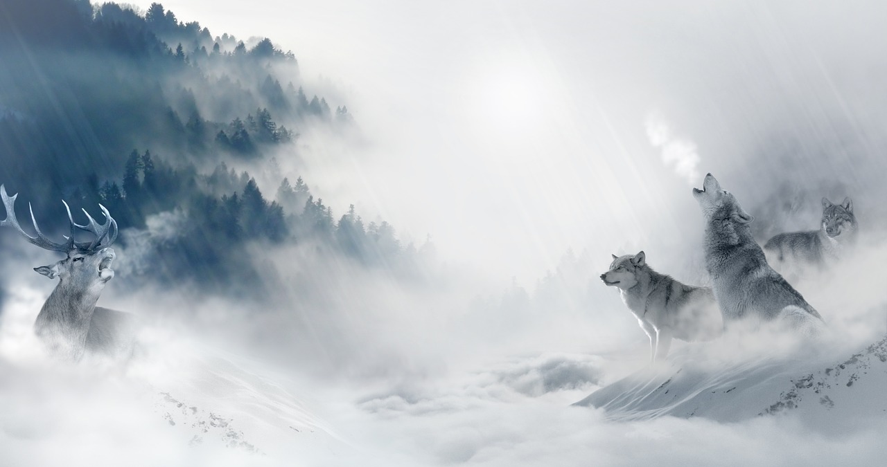 wolf wolves hirsch free photo