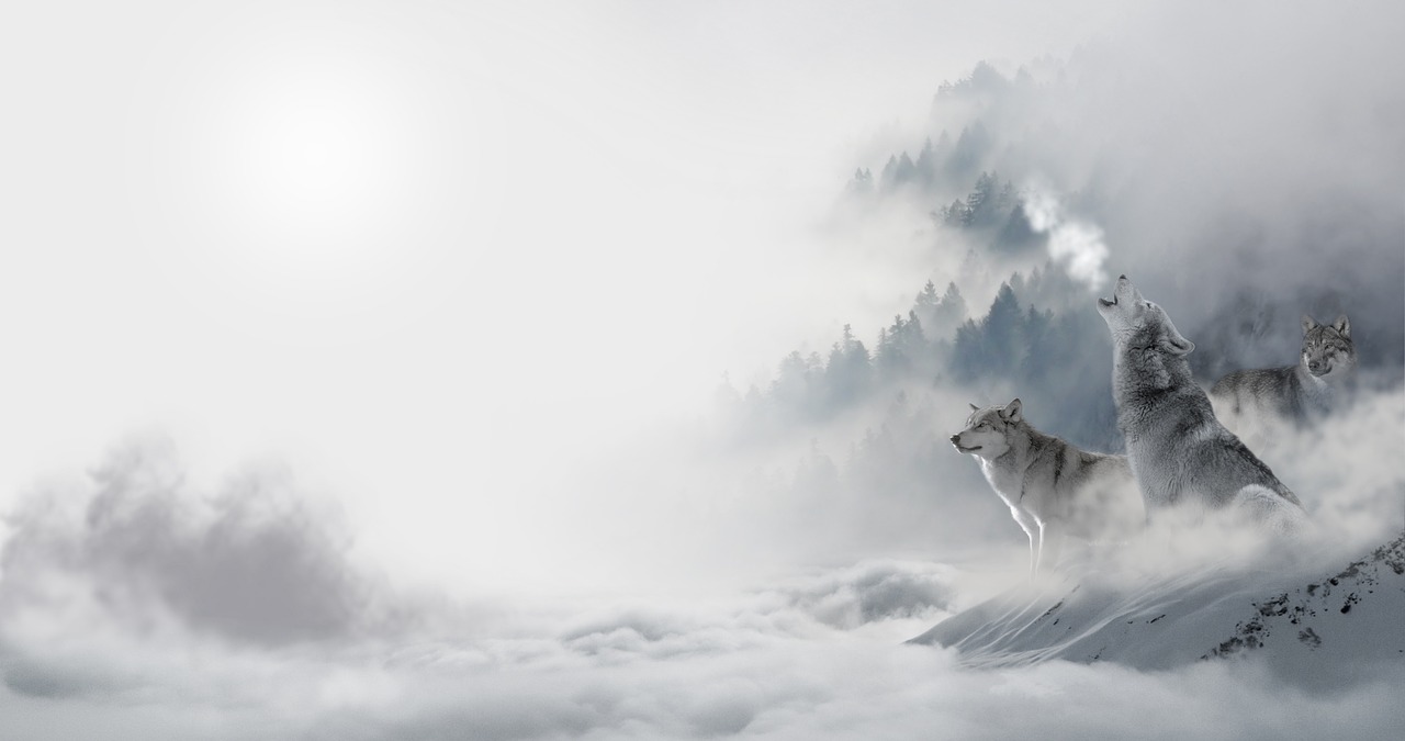 wolf wolves snow wolf free photo