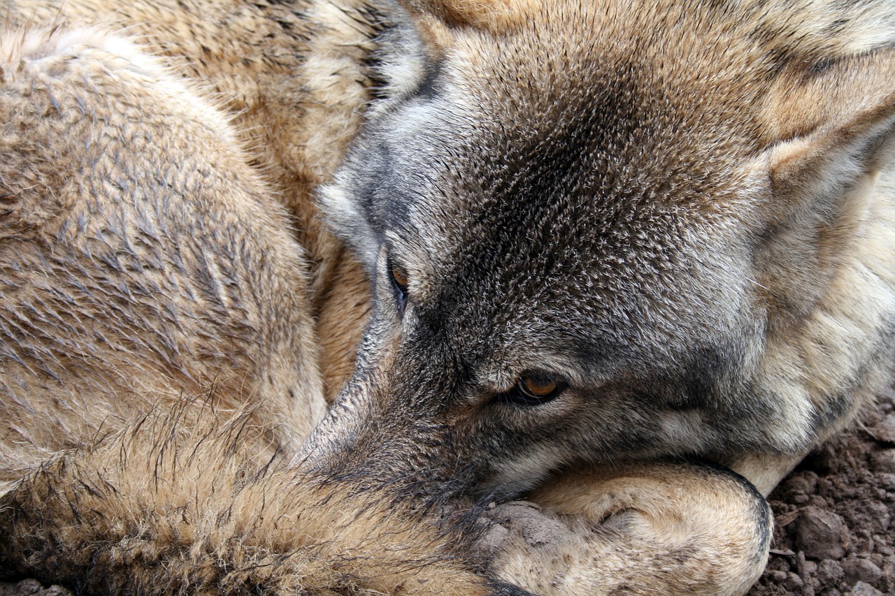 wolf eye fur free photo
