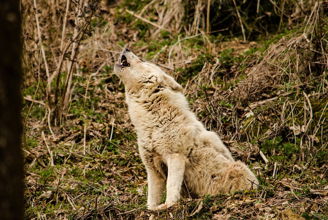 wolf white wolf white fur free photo