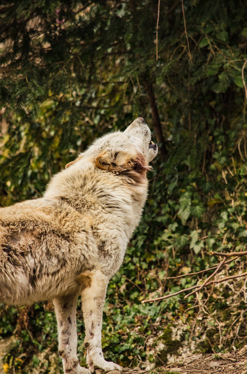 wolf white wolf white fur free photo