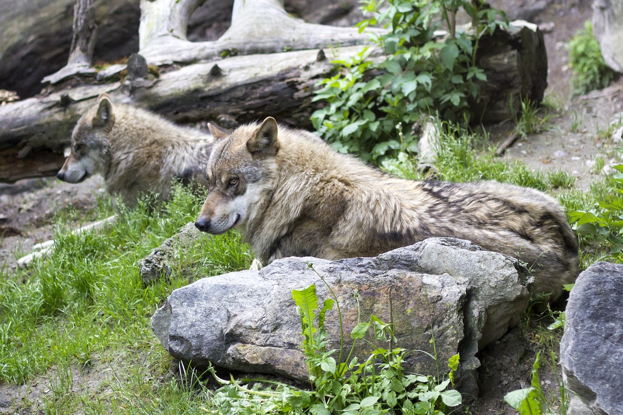 wolves canis lupus european wolf free photo