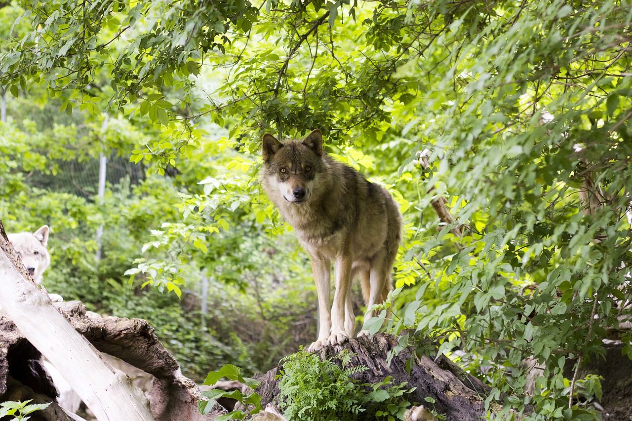 wolf canis lupus european wolf free photo