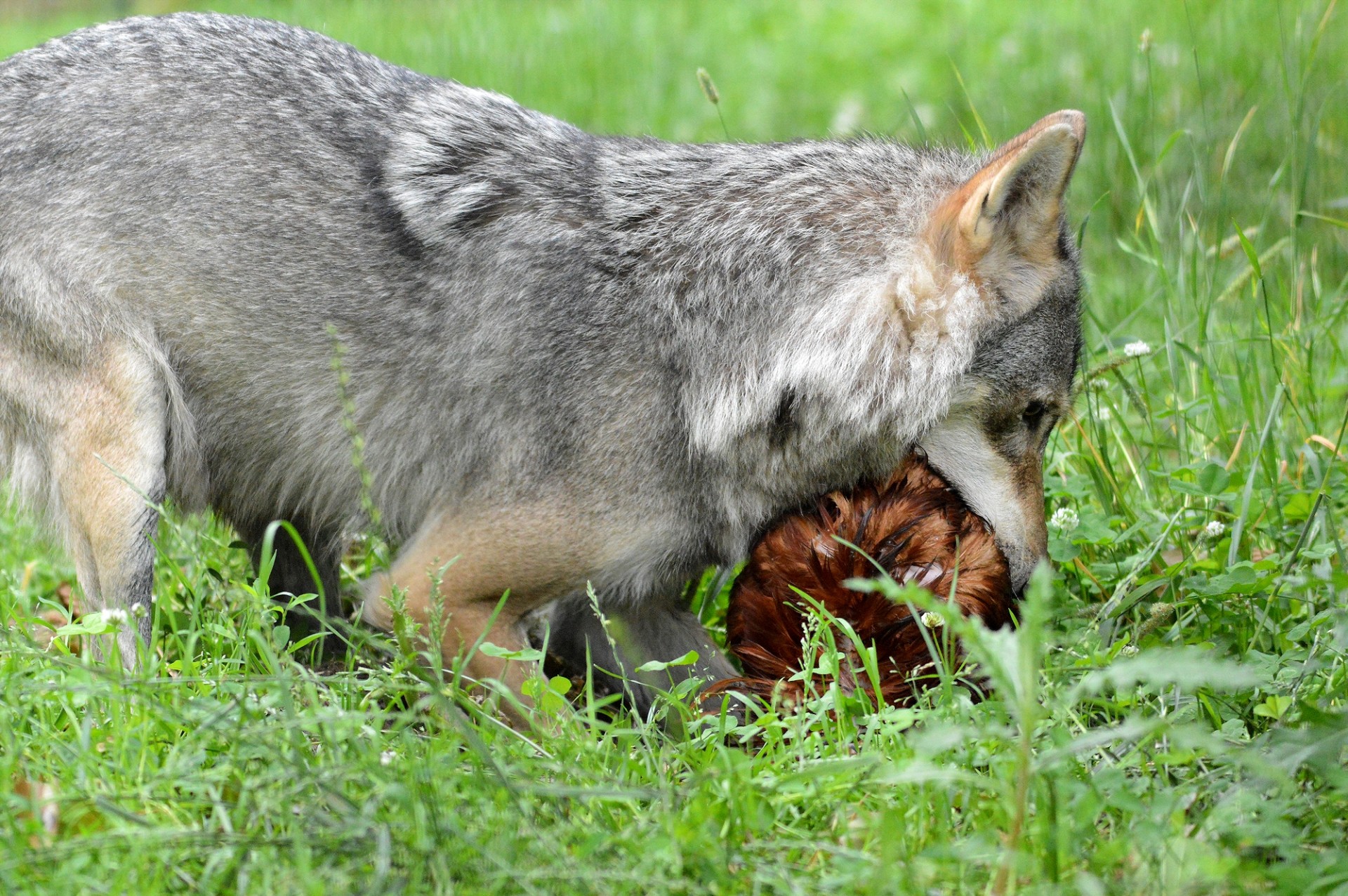 predator canine wolf free photo