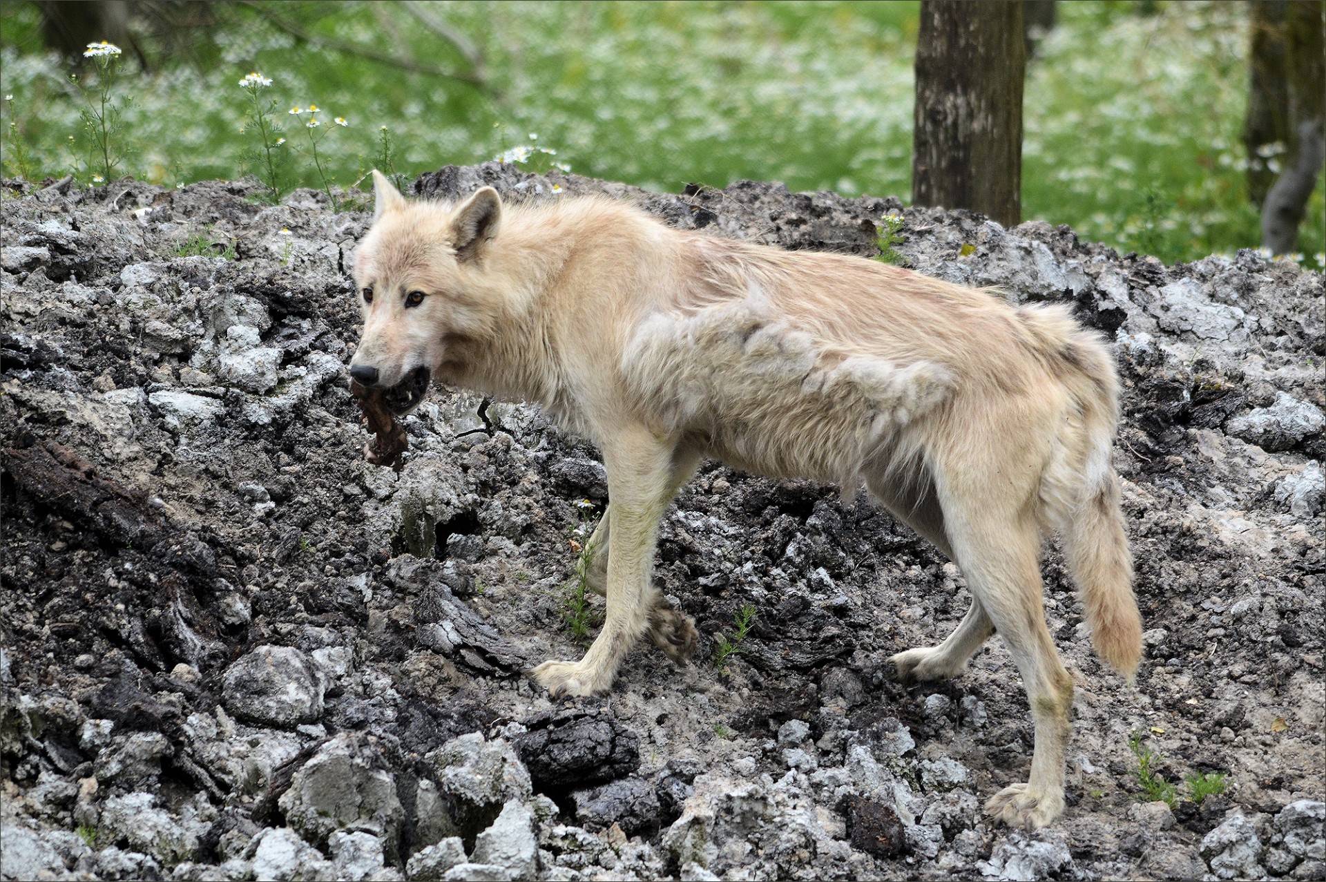 predator canine wolf free photo