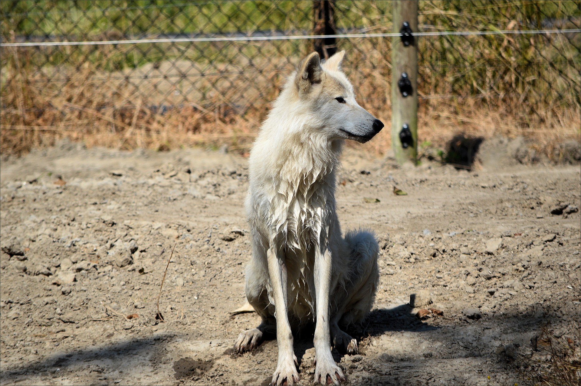 predator canine wolf free photo