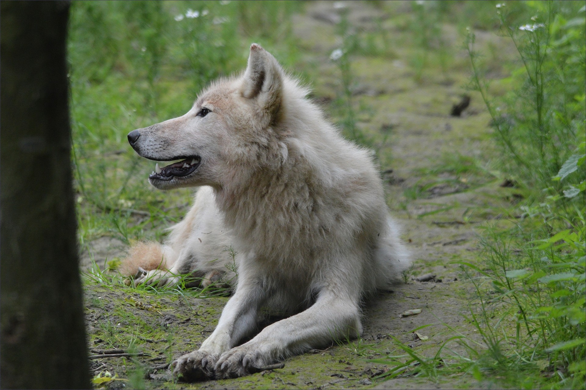 predator canine wolf free photo