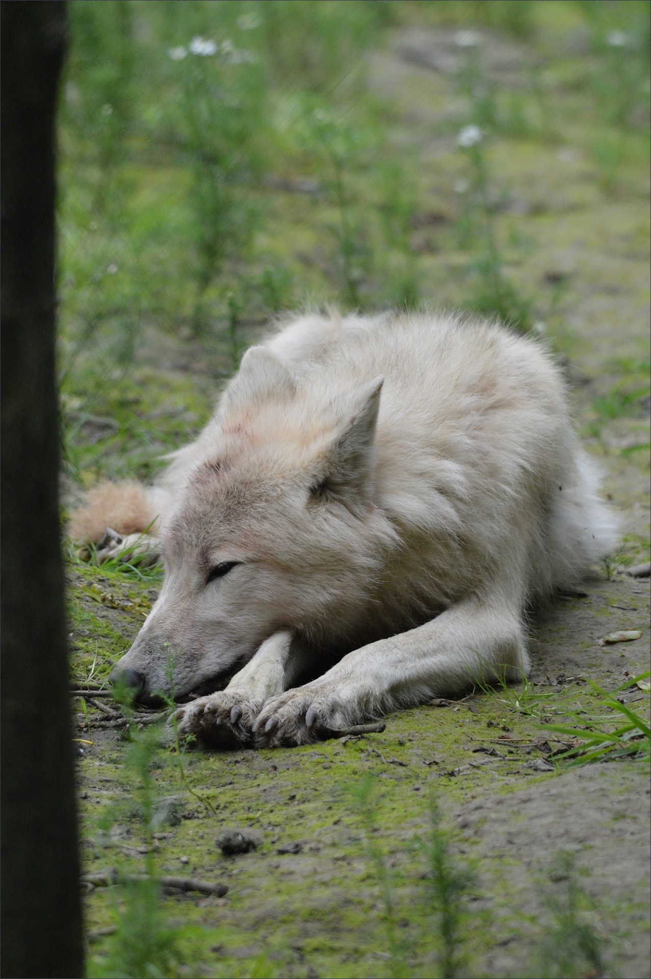 predator canine wolf free photo