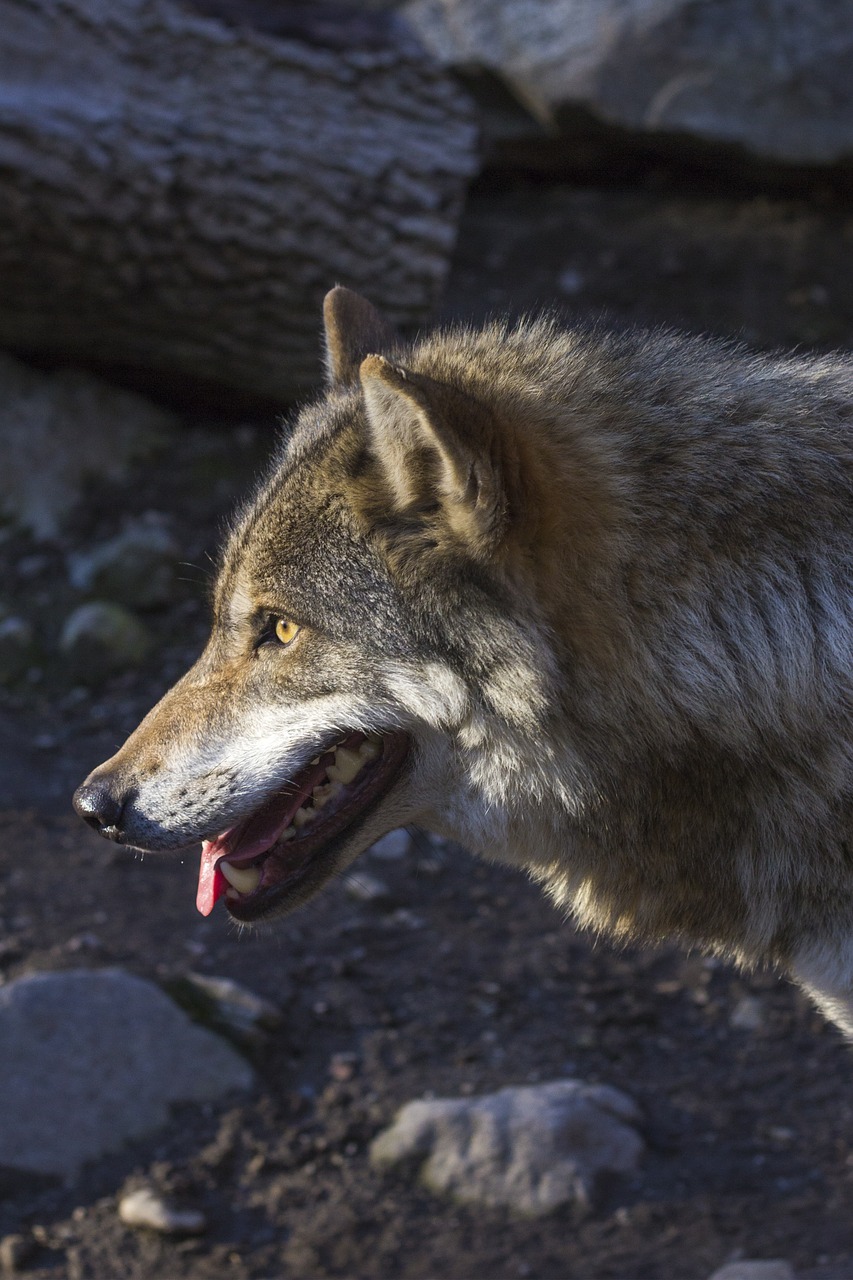 wolf canis lupus predator free photo